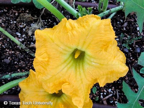 Butternut Squash | Edible Plant Finder | Comprehensive Landscape Plant ...