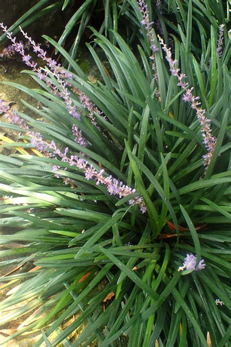 Liriope spicata (Creeping Lilyturf, Creeping Liriope, Lilyturf, Monkey Grass) | North Carolina ...