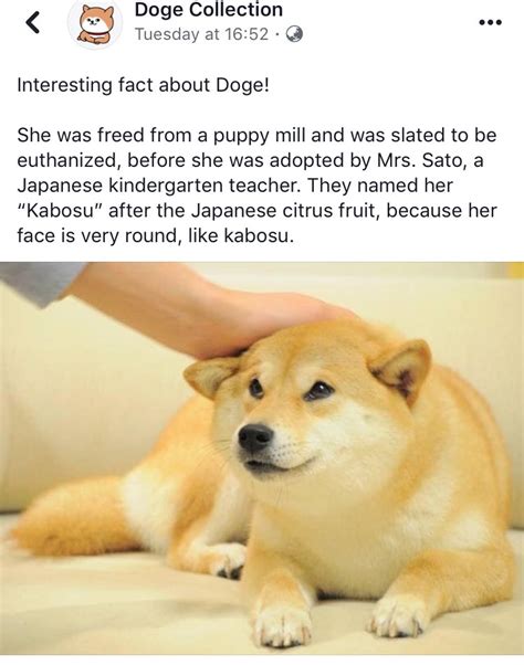 Doge, the story behind the meme : wholesomememes