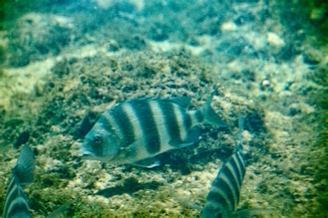 Sheepshead Fish 2 | naturechirp