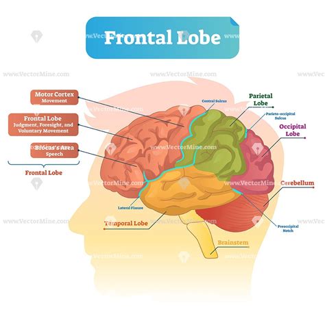 Anatomy Of The Frontal Lobe - The Anatomy Stories