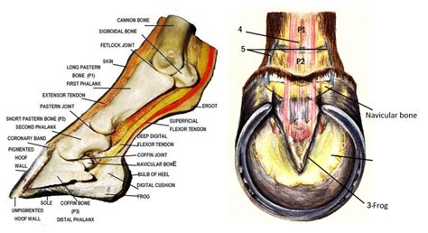 Horse Hoof Anatomy Labelled Teaching Chart Equine Foot | lupon.gov.ph