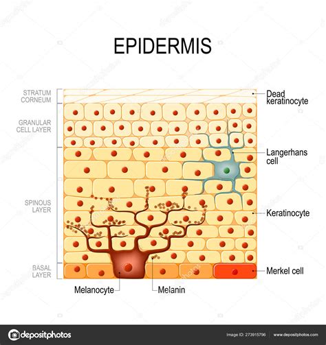 Anatomy Of The Epidermis Of The Skin Stock Vector