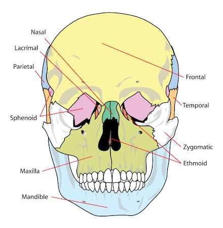 Cranial Bone | Overview, Structure & Functions | Study.com