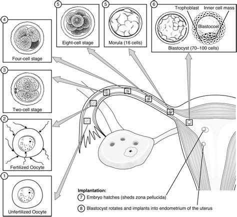 Embryology: Weeks 1-3