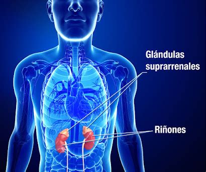 CASTILLOSALUD: Que es la Insuficiencia Suprarrenal