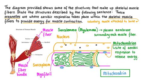 Question Video: Recalling the Function of Mitochondria in Muscle Cells ...