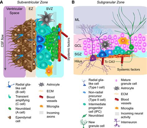 Adult Mammalian Neural Stem Cells and Neurogenesis: Five Decades Later: Cell Stem Cell