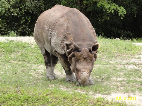 Zoo Miami July 2, 2011 | A day at the zoo. an Indian Rhinoce… | Flickr