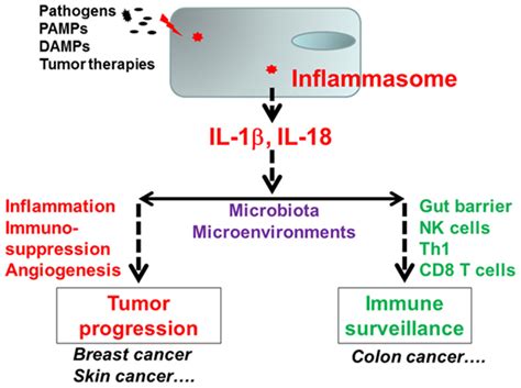 Frontiers | Inflammasomes and Cancer: The Dynamic Role of the Inflammasome in Tumor Development