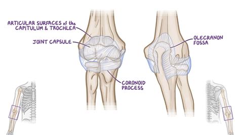 Elbow Anatomy