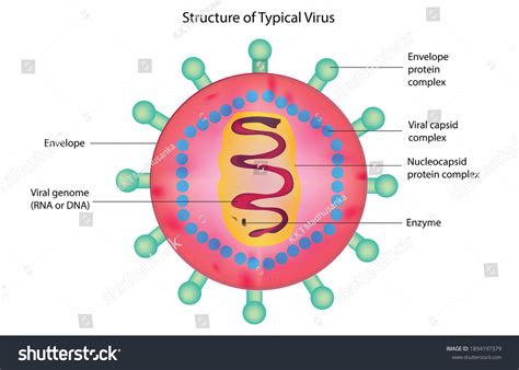 Virus Cell Diagram