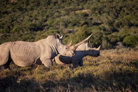 Global Rhinoceros Population Slowly Recovered Amidst Threats of ...