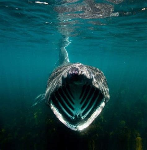 Basking shark (Cetorhinus maximus) | Natural Creations