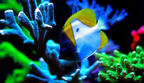 Reef Safe Butterflyfish