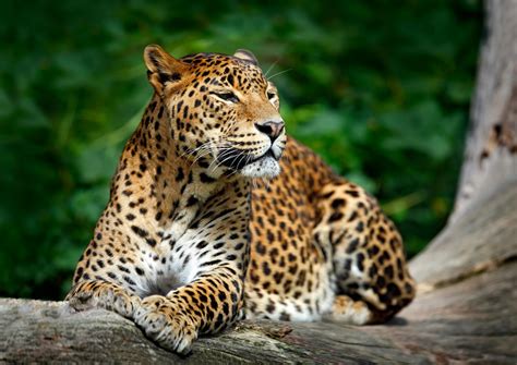 Leopard Animal Ultra HD Wallpapers - Wallpaper Cave