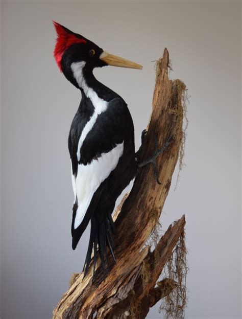 DuckRabbiting — Ivory -Billed Woodpecker (Campephilus principalis)...