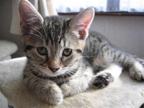 Tabby Cat Names: 350 Best Names for Tabby Kittens | PetPress