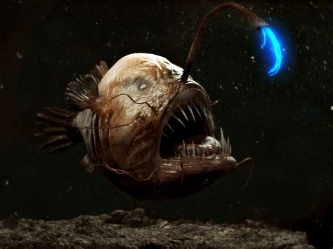 Deep Sea Creatures: 7 Of The Most Mysterious Ocean Animals