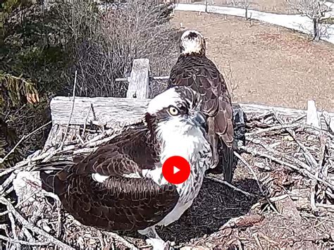 Live Osprey Cam – Waquoit Bay National Estuarine Research Reserve