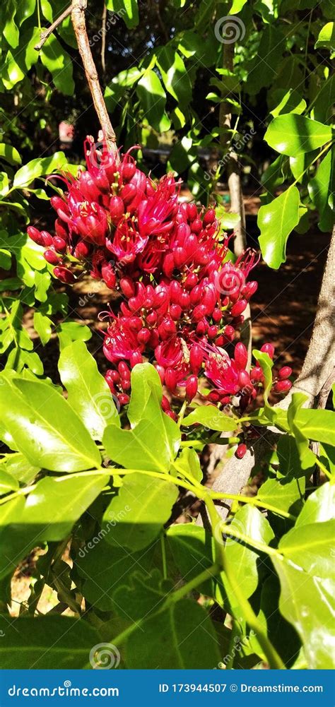 Schotia Brachypetala Red Beutyful Flower Natural Plant Stock Image ...