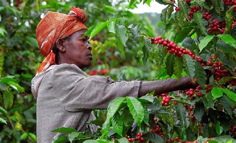 Coffee in Rwanda - Rwanda Coffee Production Tours