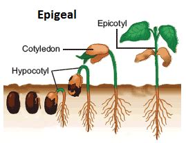 Difference between Epigeal and Hypogeal Seed Germination | Seed germination, Germination, Seeds