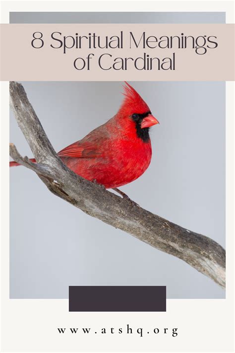 Cardinal Symbolism: 8 Spiritual Meanings of Cardinal