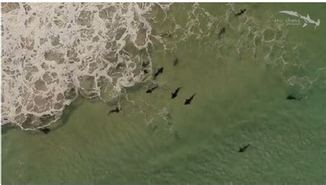 Incredible footage of Cape Town sharks - Sleeping-OUT News and EventsSleeping-OUT News and Events