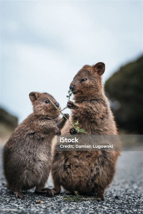 Mother And Baby Quokka Eating Green Twigs Cute Quokkas On Rottnest Island Western Australia ...