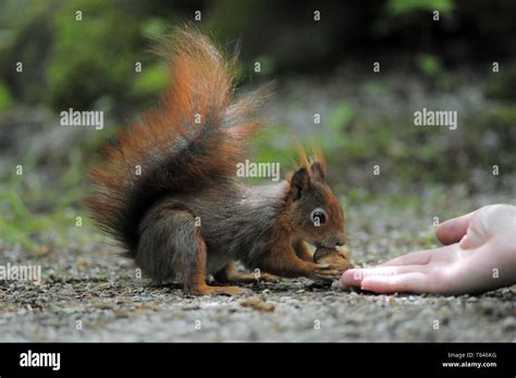 Eurasian red squirrel Stock Photo - Alamy