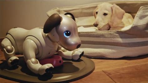 Are AI Pets The Future?