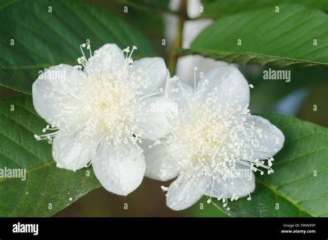 Guava Flower High Resolution Stock Photography and Images - Alamy