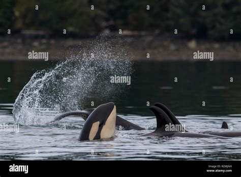 Family pod of northern resident killer whales (Orcinus orca) playing ...