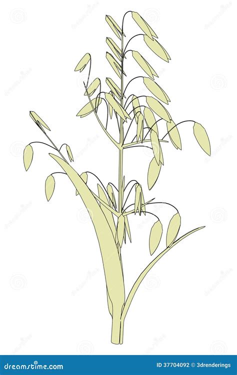 Image of oat plant stock illustration. Illustration of toon - 37704092