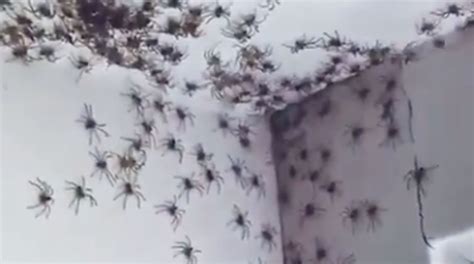 This Bedroom Spider Infestation Is The Stuff Of Nightmares - Flipboard