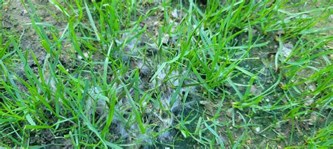 Pythium? What to do in Canada? | Lawn Care Forum