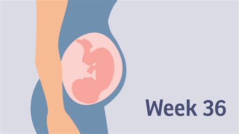 Pregnancy at week 36 | Pregnancy Birth and Baby