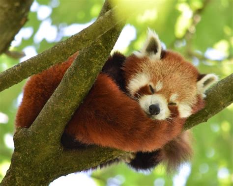 Sleeping Red Panda Digital Download | Etsy