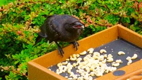 Ein Mädchen fütterte jahrelang Krähen, wie sie ihr gedankt haben ist ...