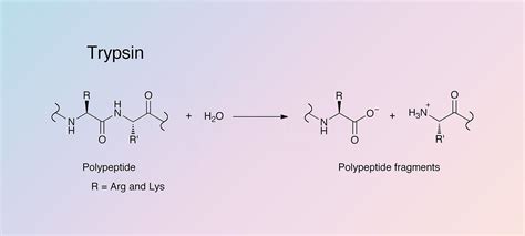 Trypsin - Worthington Enzyme Manual | Worthington Biochemical