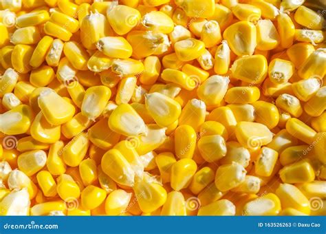 Close-up of Fresh Corn Kernels Stock Image - Image of clean, color ...