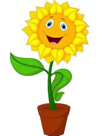 cartoon sunflower in a pot with green leaves and smiling face on white background stock photo