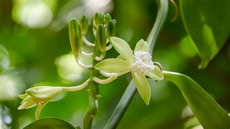 How To Grow And Care For Vanilla Orchids