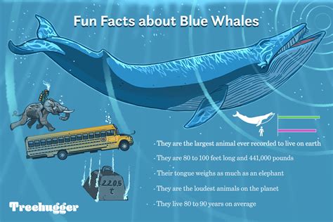 Blue Whale Size Comparison To School Bus