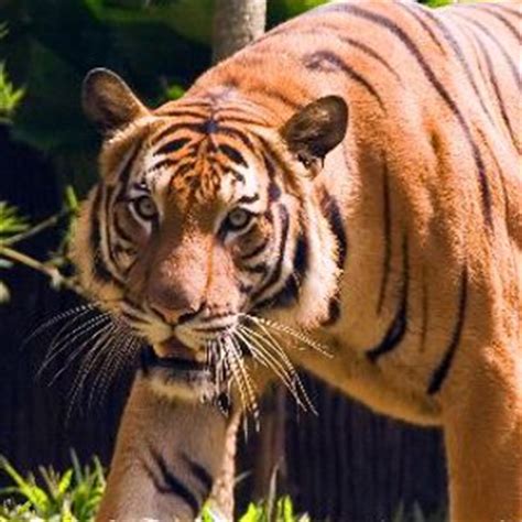 Malayan Tiger - Animal Facts and Information