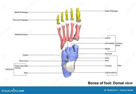 Foot Dorsal view stock illustration. Illustration of cuneiform - 76445163