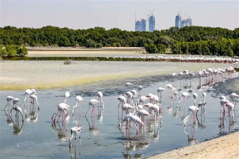 Ras Al Khor Wildlife Sanctuary, Dubai - Timings, Map, How To Reach