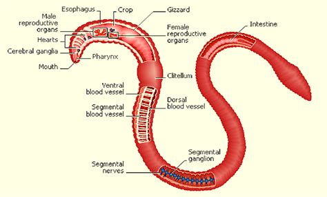 Worm anatomy - Greenside Up