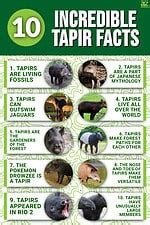 10 Incredible Tapir Facts - A-Z Animals